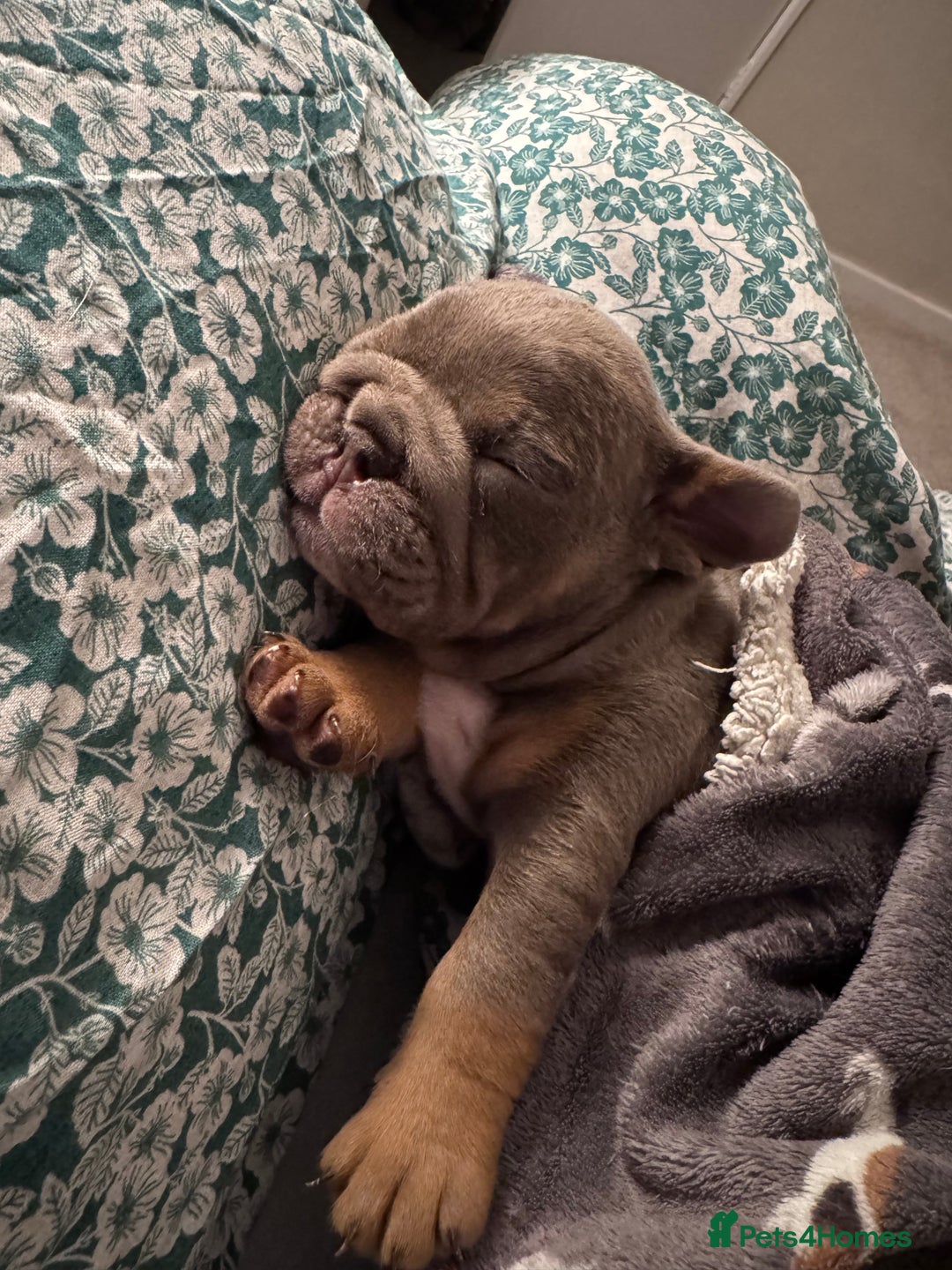 English Bulldog dogs for sale: English Bulldogs ready to leave 10/12/25  - Advert 2