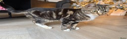 Mixed Breed cats for sale: Tabby kitten almost 8 months old. Female £50  - Advert 2