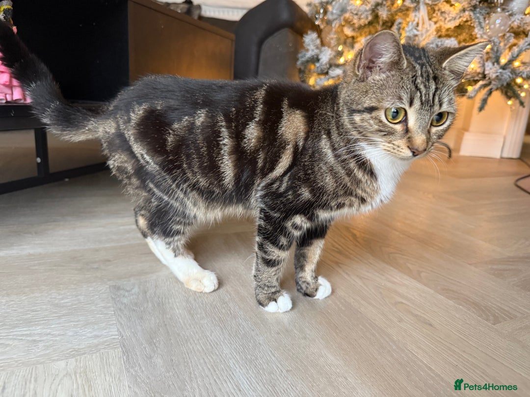 Mixed Breed cats for sale: Tabby kitten almost 8 months old. Female £50  - Advert 2