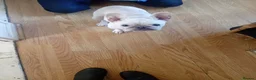 French Bulldog dogs for adoption: Gorgeous Frenchie available for adoption  - Advert 2