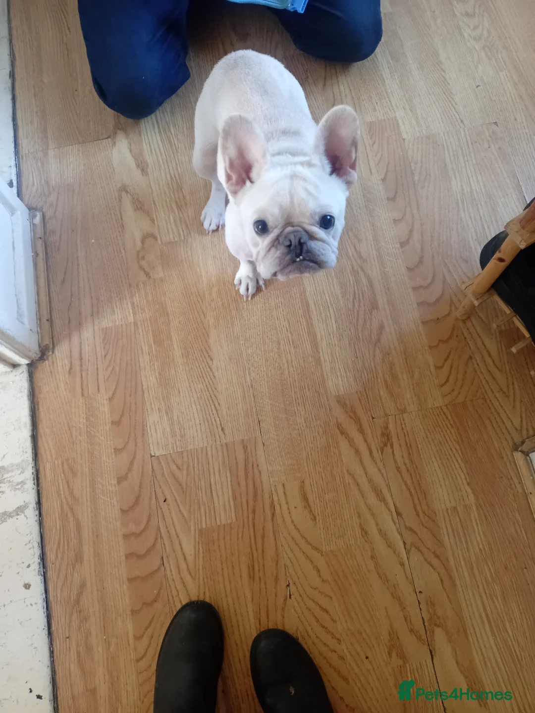French Bulldog dogs for adoption: Gorgeous Frenchie available for adoption  - Advert 2