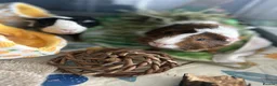 Guinea Pig rodents for sale: Beautiful Male bonded looking their forever home. in London - Advert 1