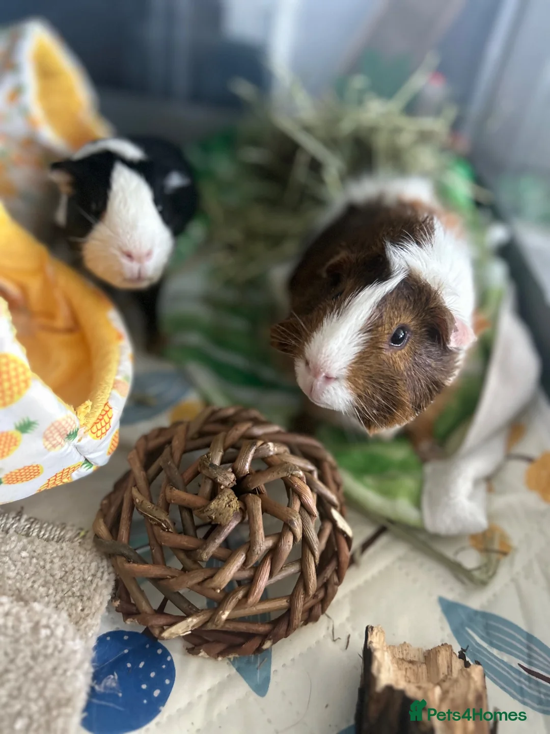 Guinea Pig rodents for sale: Beautiful Male bonded looking their forever home. in London - Advert 1