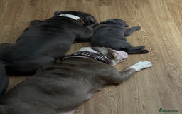 Olde English Bulldogge dogs for sale: 2 male gorgeous Ild English Bulldogs - Image 14