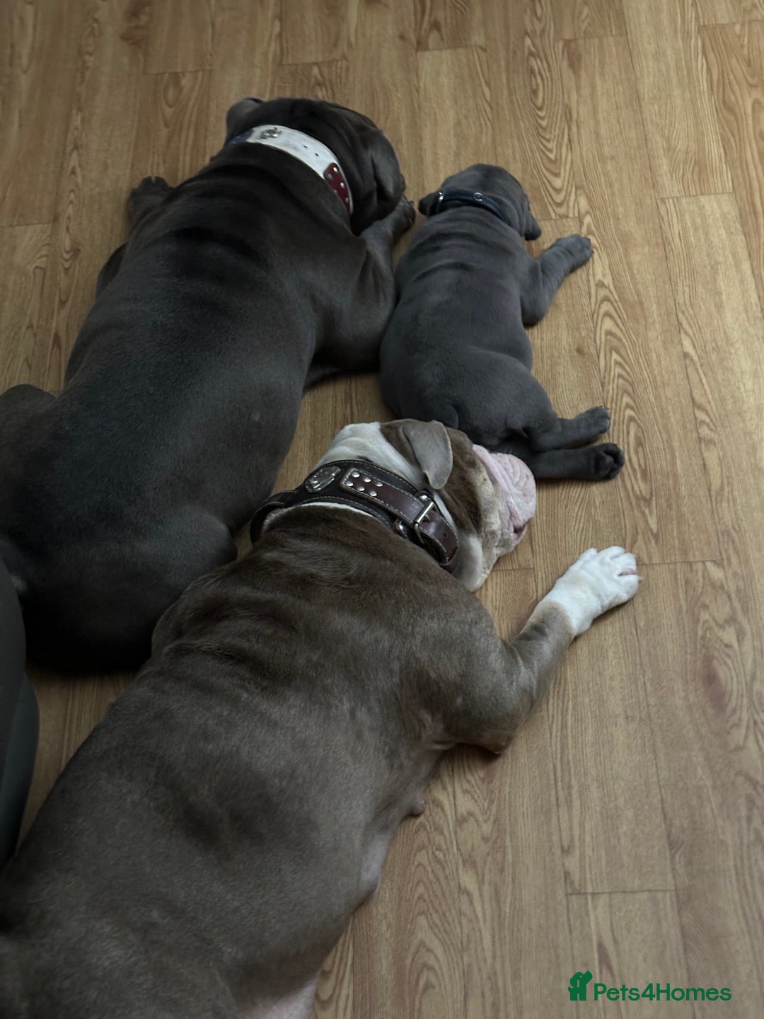 Olde English Bulldogge dogs for sale: 2 male gorgeous Ild English Bulldogs - Image 14