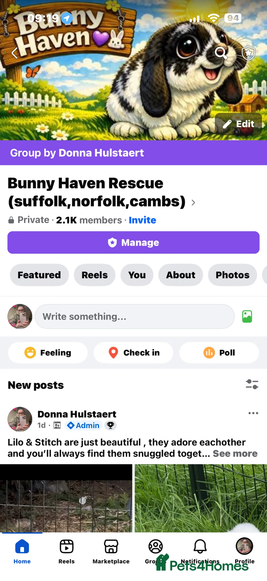 Mixed Breed rabbits for sale: Rabbits  - Advert 1