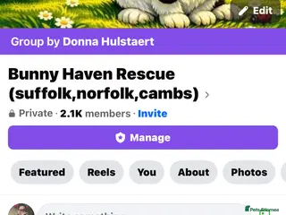 Mixed Breed rabbits Rabbits - Advert 1