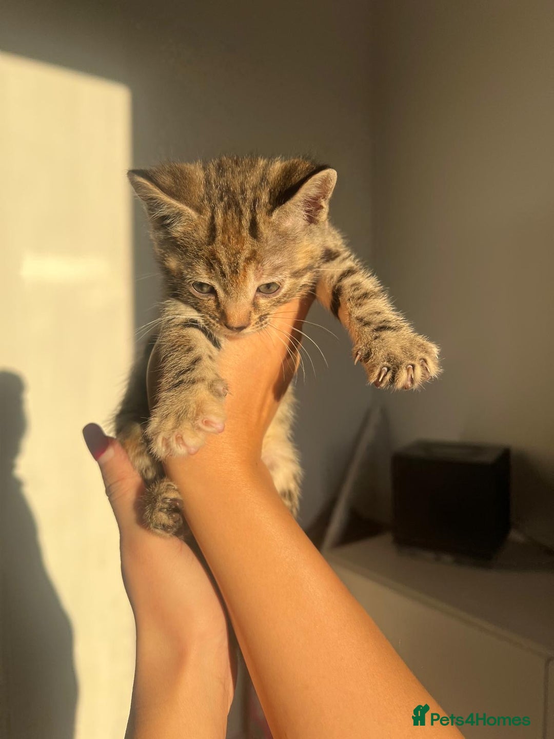Bengal cats for sale: Beautiful Half Bengal Kittens - Advert 10