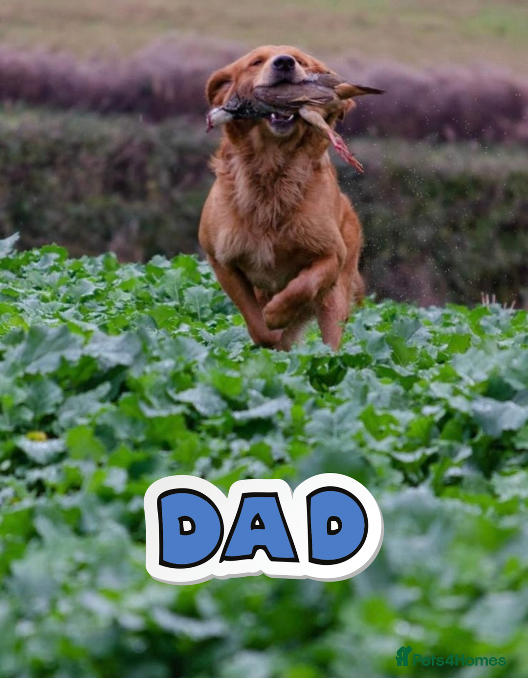 Golden Retriever dogs for sale: KC Dark Red Golden Retrievers 🧬 Clear Parents  - Image 9