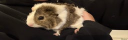 Guinea Pig rodents for sale: 3 Female Guinea Pigs  - Advert 3
