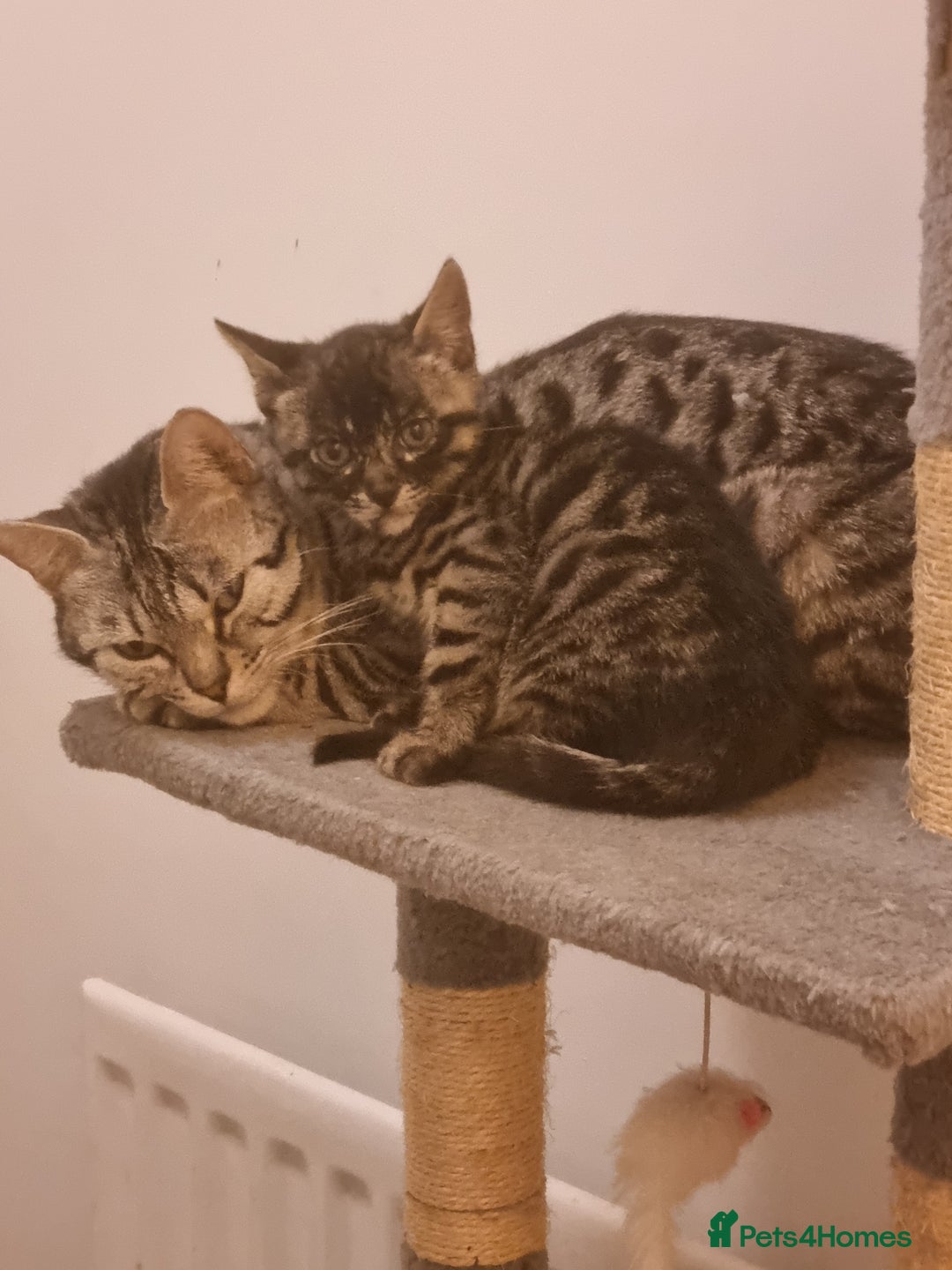 Bengal cats for sale: Purebred Bengal Male Kitten - Advert 2