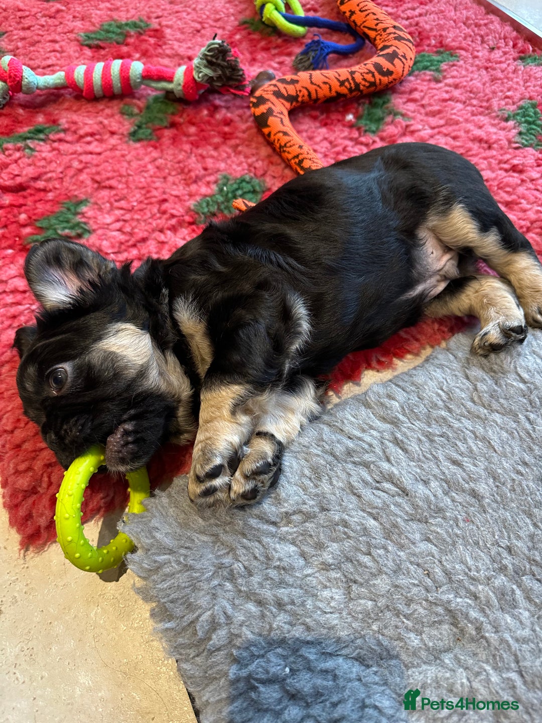 French Bulldog dogs for sale: Fluffy French Bulldog Puppy x 2 - Advert 4