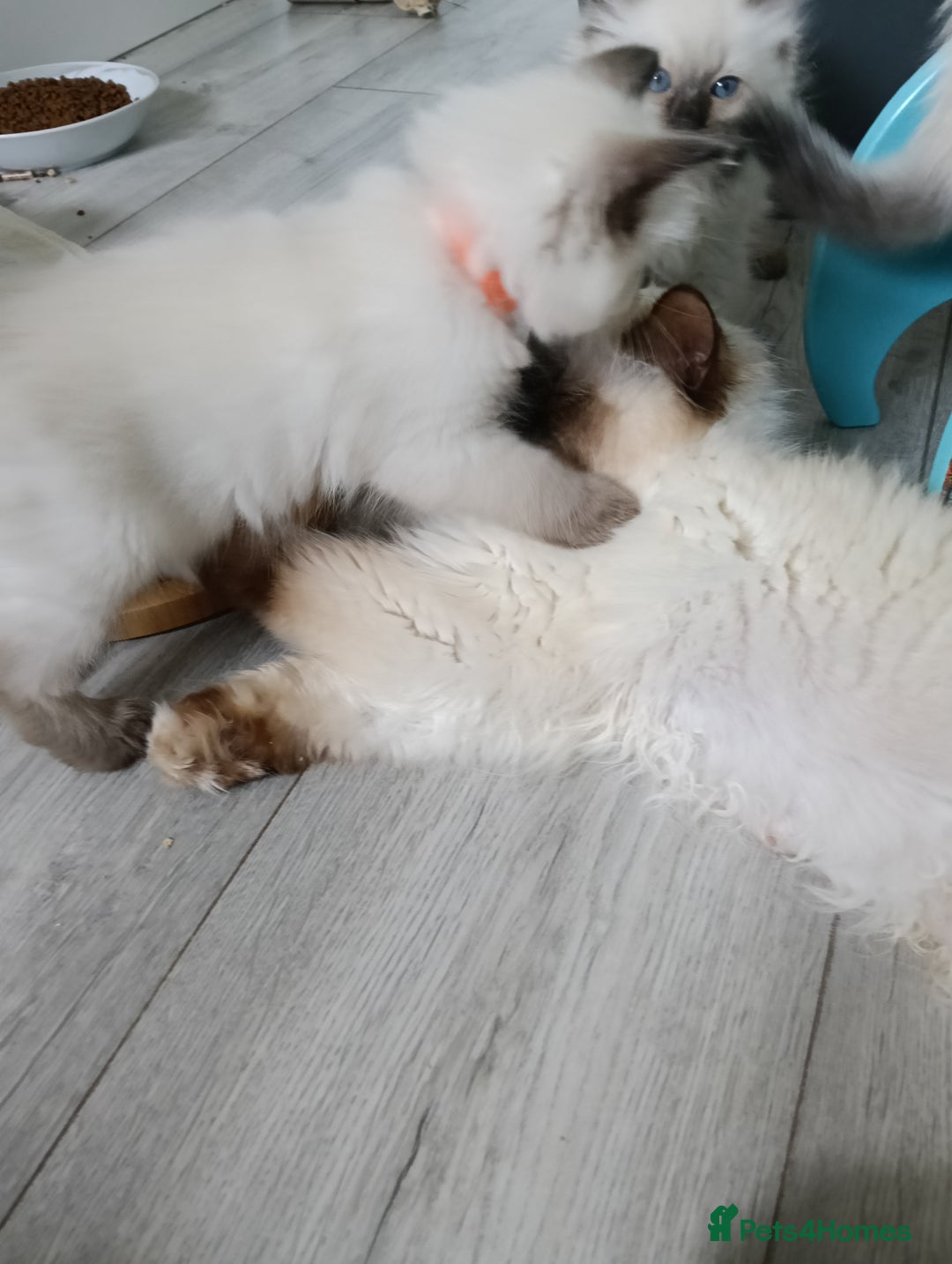Ragdoll cats for sale: GCCF Reg'd Seal and Chocolate Ragdolls ready July  - Image 19