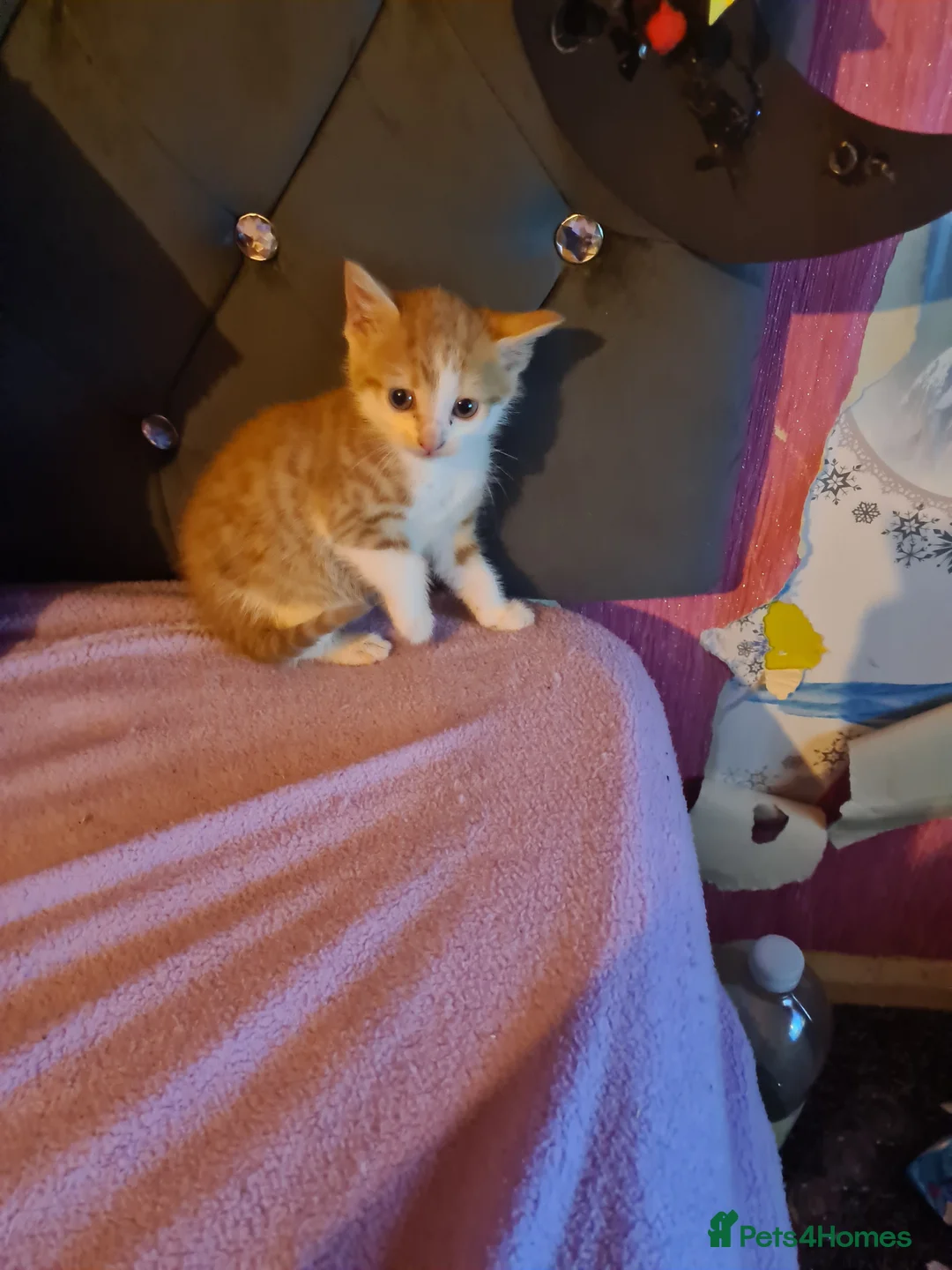 Mixed Breed cats for sale: 4 kittens up for sale. - Advert 2