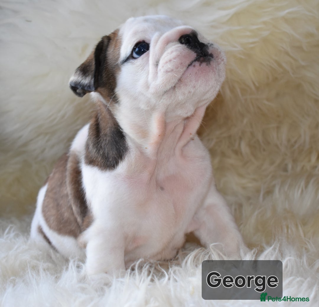 English Bulldog dogs for sale: Outstanding British Bulldogs NEIBULL Champ lines - Advert 7