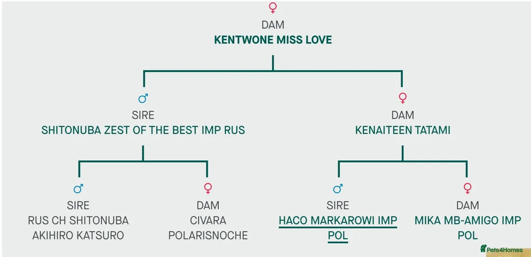Japanese Shiba Inu dogs for sale: Healthy shiba inus last girl  - Advert 10
