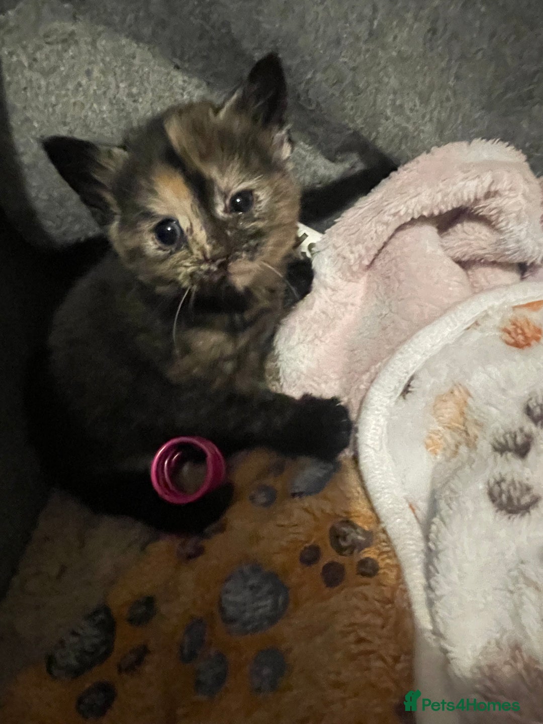 Domestic Shorthair cats for sale: Beautiful fluffy kitten  - Image 4