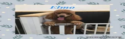 Cockapoo dogs for sale: F1 Cockapoo puppies  - Advert 11