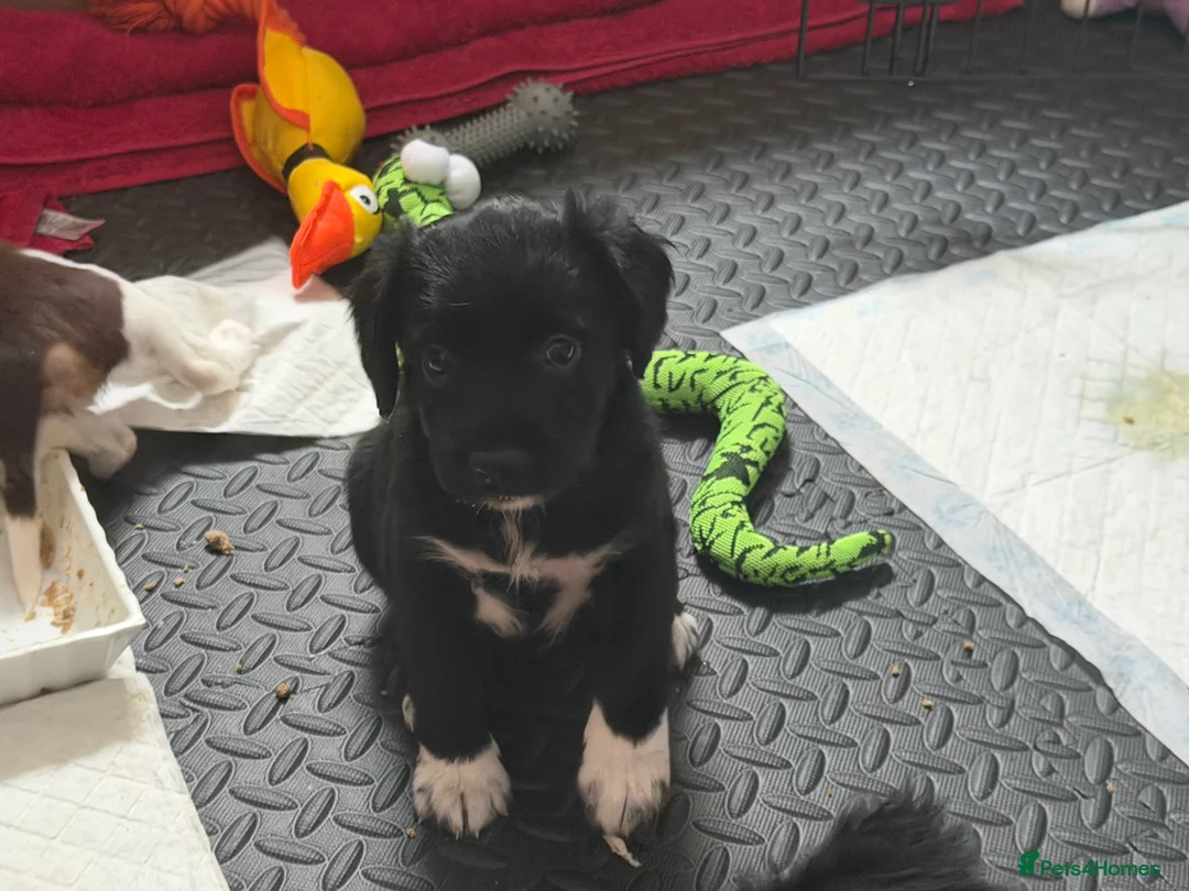 Mixed Breed dogs for sale: Lovely Cockapoo/Border Collie puppies in Abergavenny - Advert 6