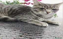 Russian Blue cats for sale:  Gorgeous 5-months old kitten Russain blue x tabby - Image 6