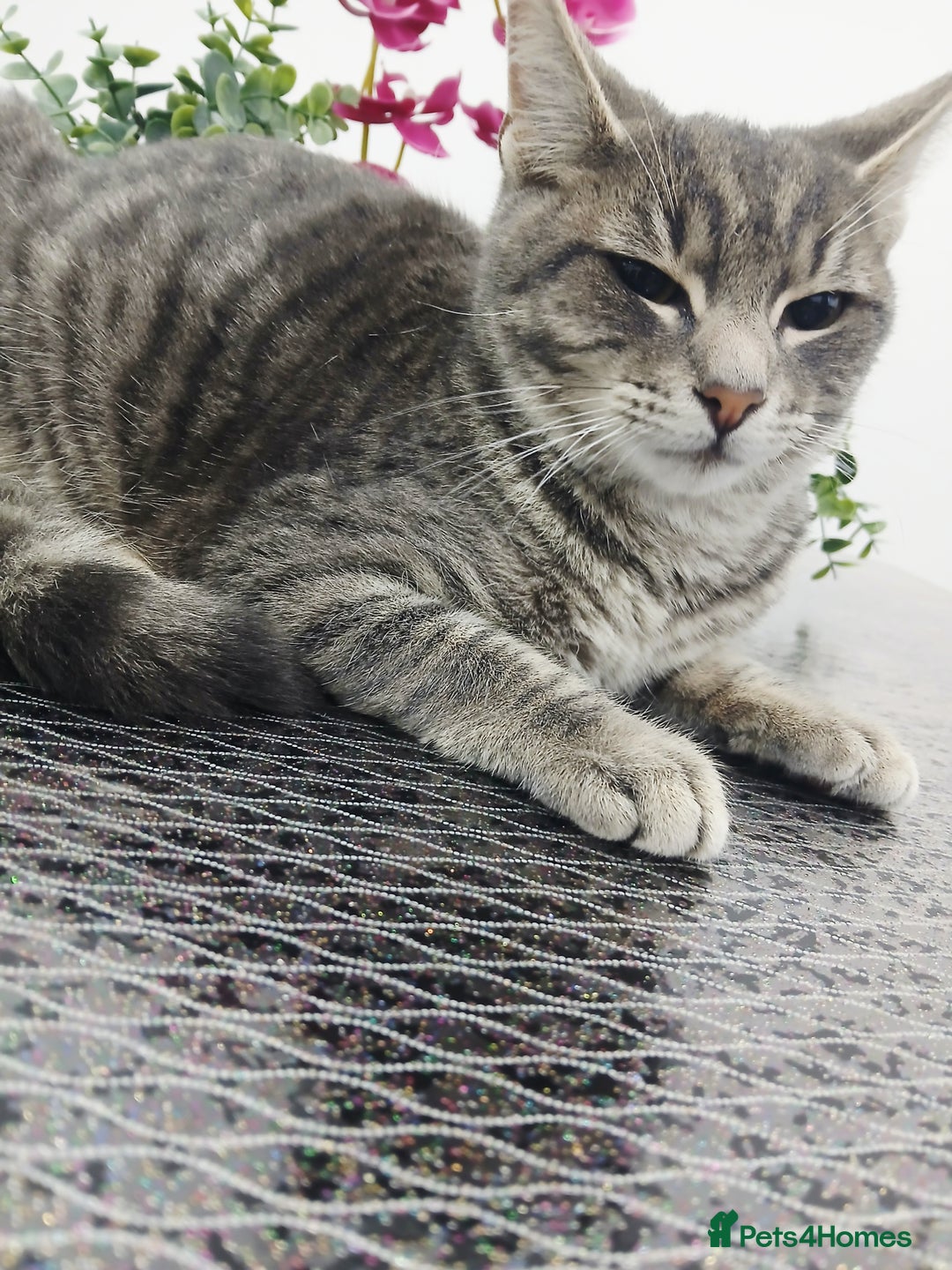 Russian Blue cats for sale:  Gorgeous 5-months old kitten Russain blue x tabby - Image 6