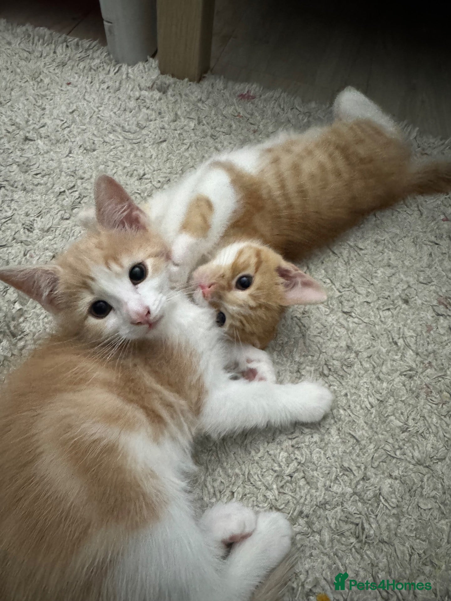 Mixed Breed cats Beautiful kittens looking for home ❤️ - Advert 2