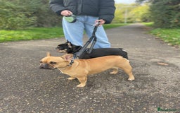 French Bulldog dogs for sale: Winston 4 Doris 3  - Image 5