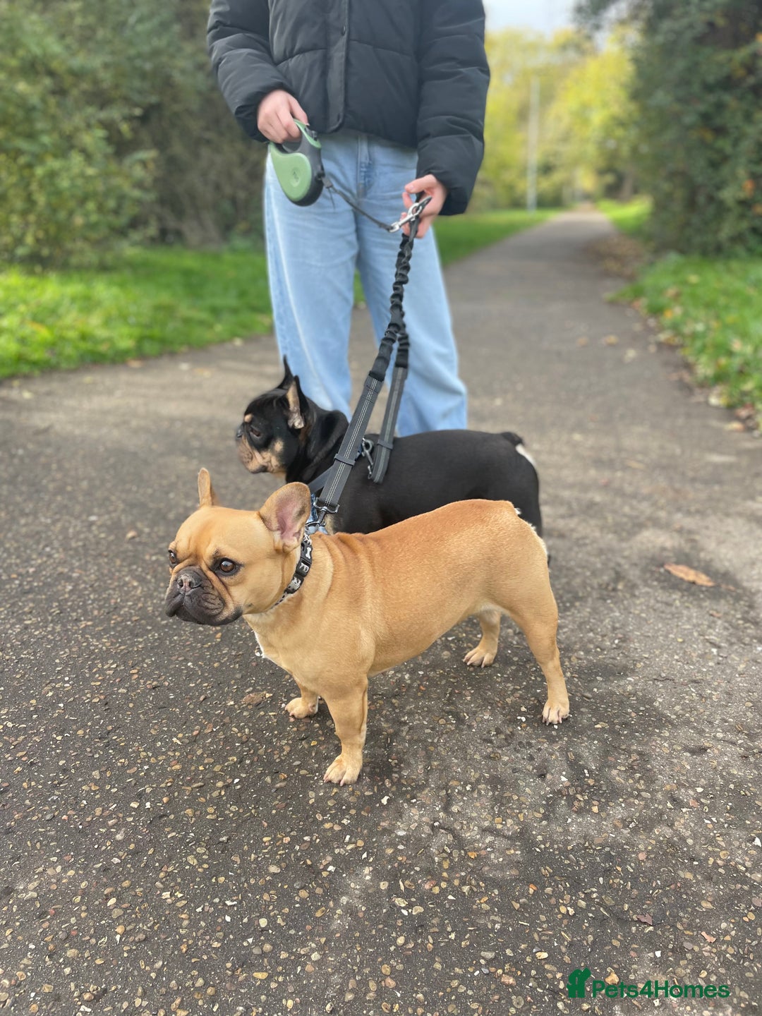 French Bulldog dogs for sale: Winston 4 Doris 3  - Image 5