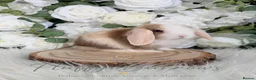 Mini Lop rabbits for sale: 🤍 Vaccinated Purebred Mini Lop 🤍  - Advert 3