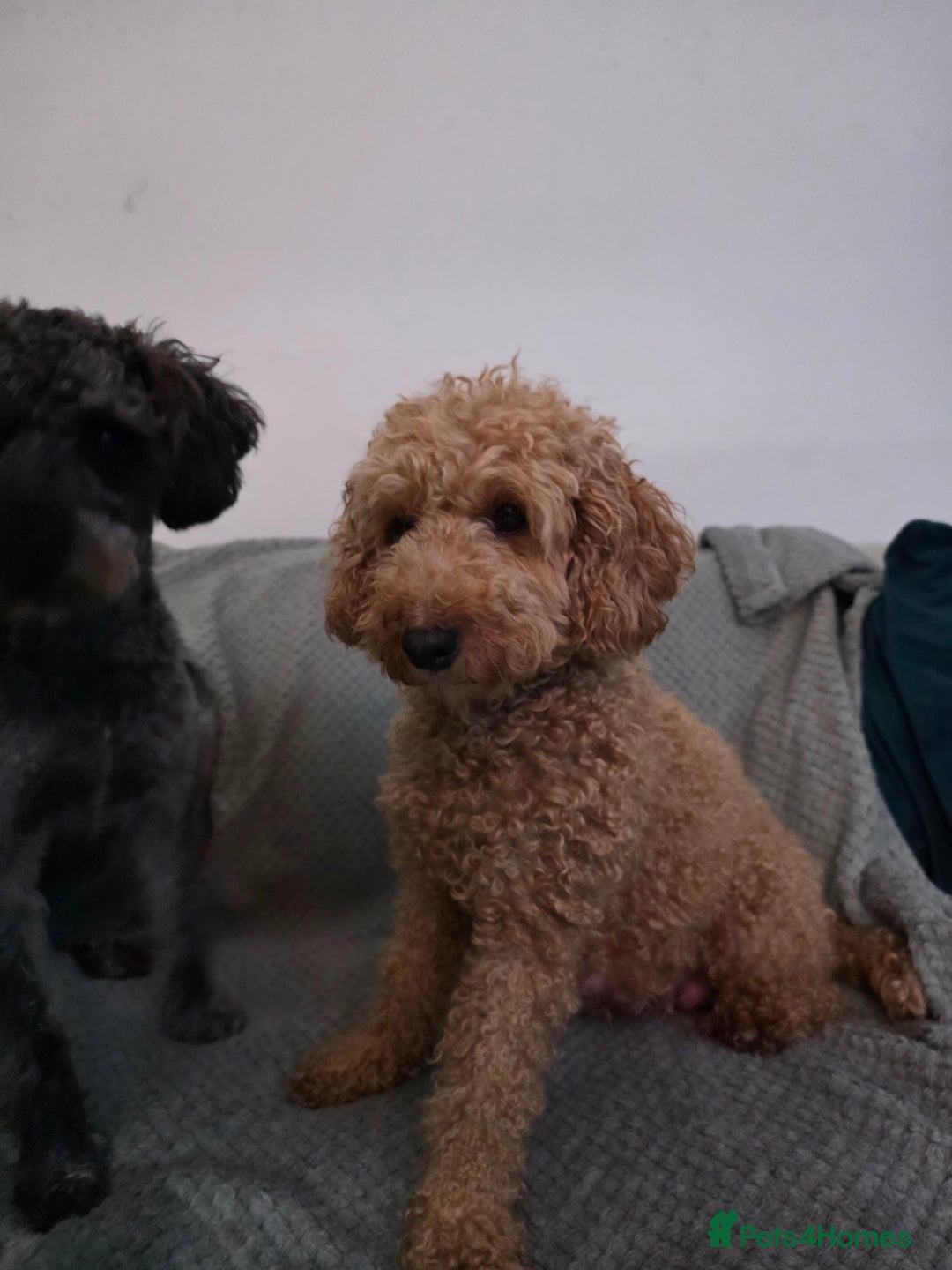 Schnoodle dogs for sale: 3 Stunning F2b Mearle Schnoodle Puppies - Image 24