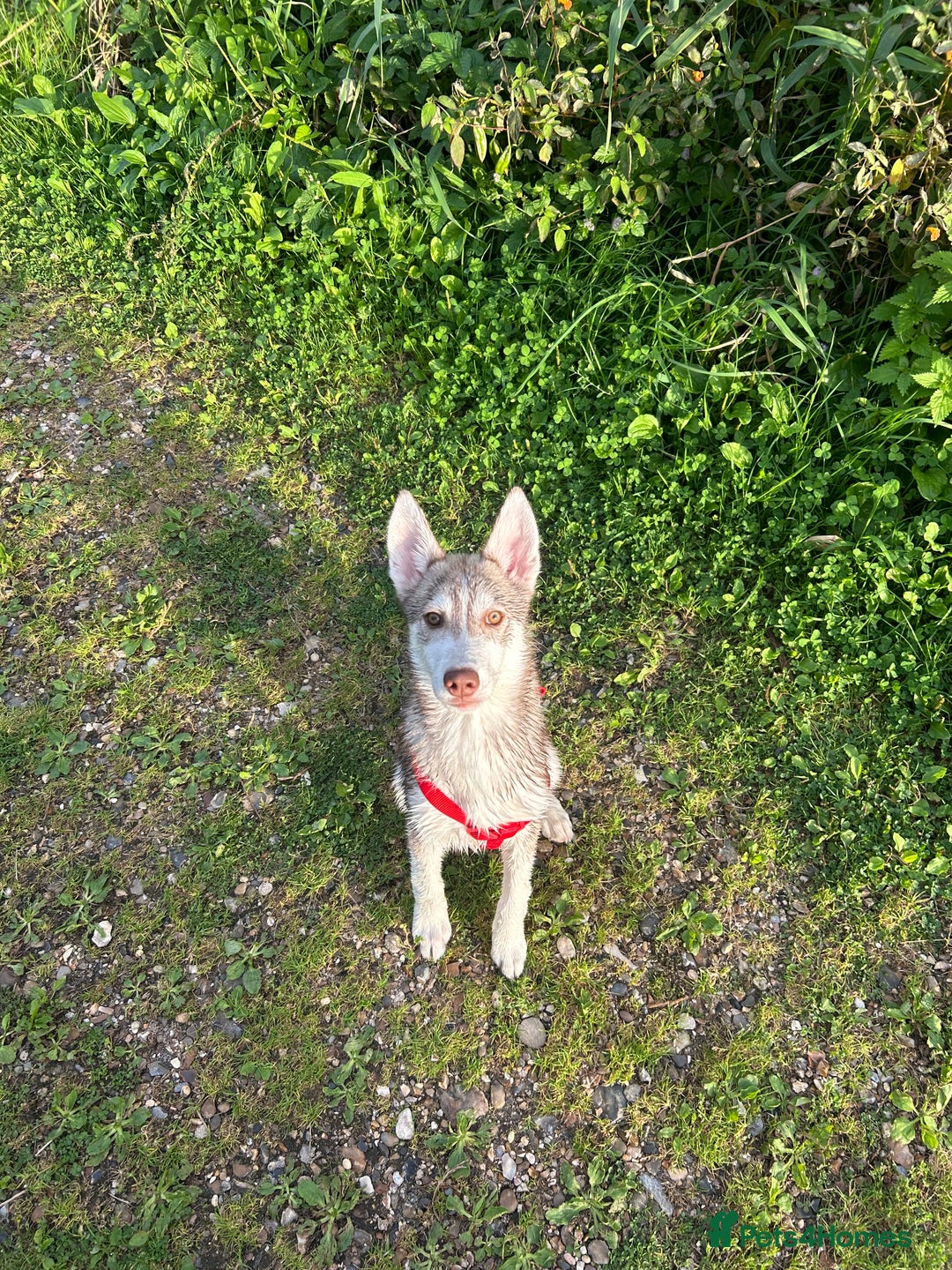 Siberian Husky dogs for sale: Remi - 7 month Siberian husky  - Advert 3