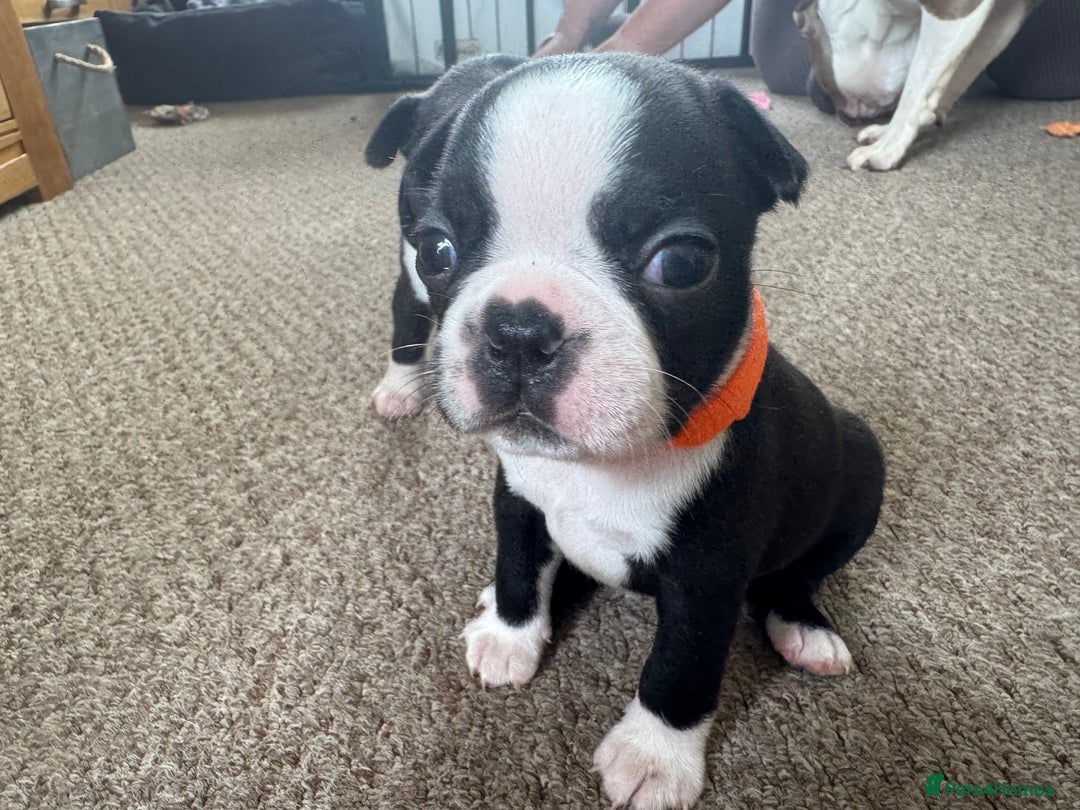 Boston Terrier dogs for sale: Beautiful Boston Terrier Puppies for Loving Homes - Image 11