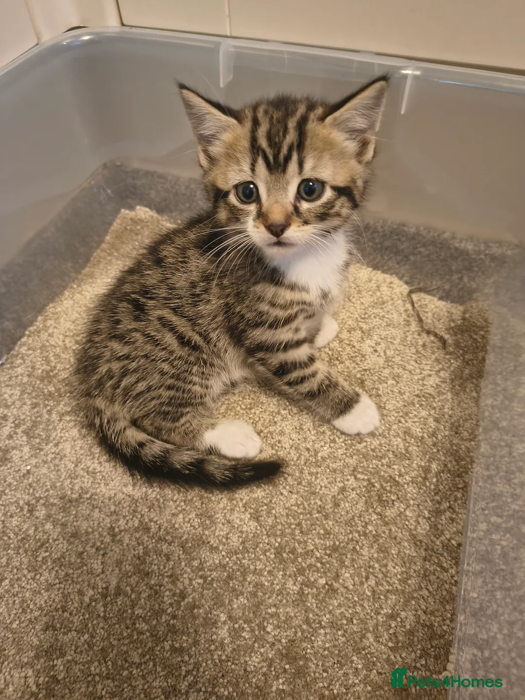 British Shorthair cats for sale: 4 cute kittens are looking for a new owner - Advert 2