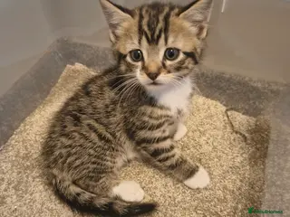 British Shorthair cats 4 cute kittens are looking for a new owner - Advert 3