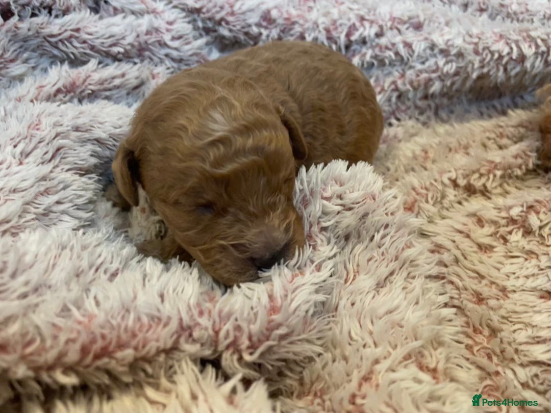 Cavapoo dogs for sale: FB2 cavapoo puppies-1 girl available  - Advert 10