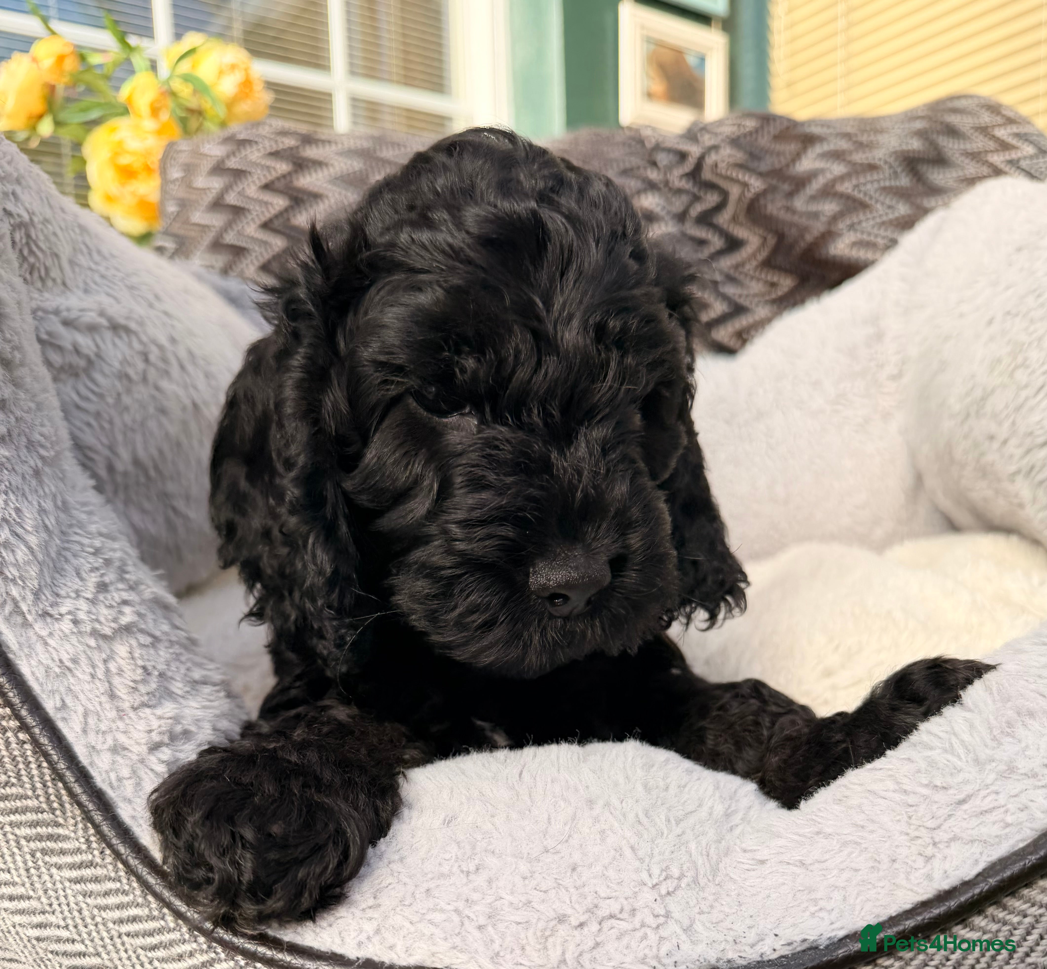 Cockapoo dogs F1 Cockapoo Puppies - Advert 4