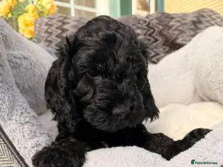 Cockapoo dogs F1 Cockapoo Puppies - Advert 6