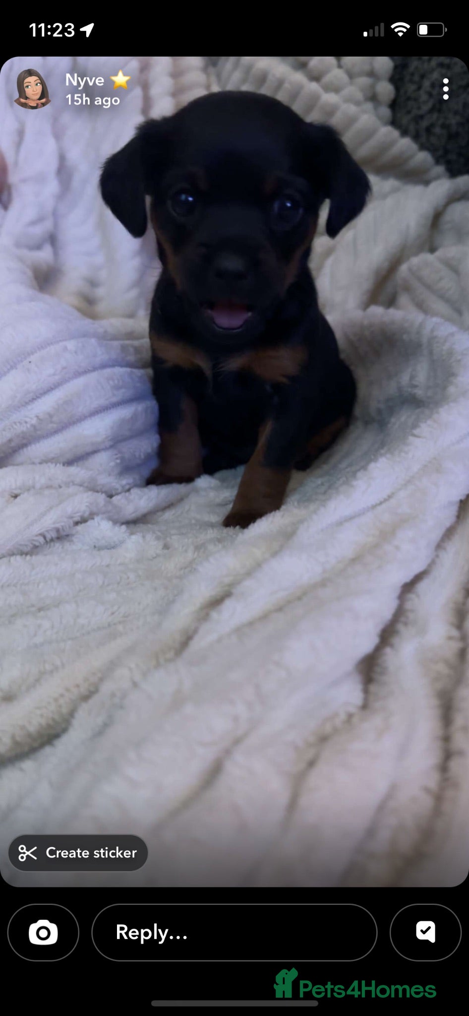 Mixed Breed dogs Adorable cockapoochi 8 weeks old  - Advert 1