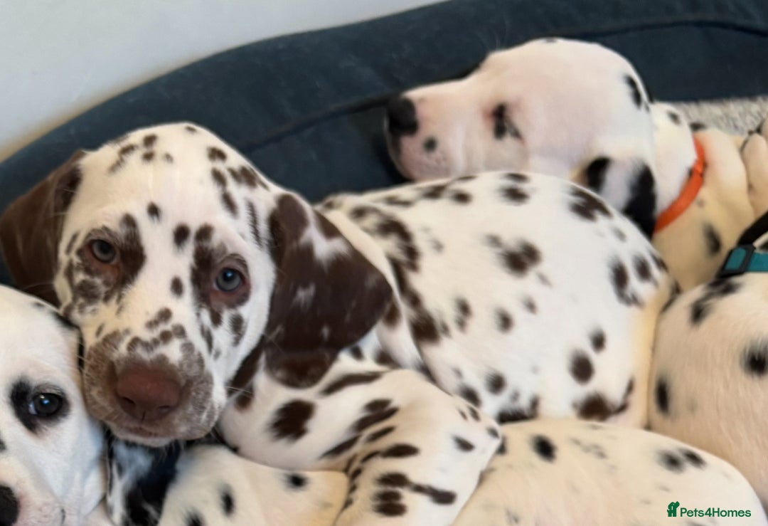 Dalmatian dogs for sale: Stunning mixed litter of Dalmatians  - Advert 26