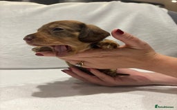 Dachshund dogs for sale: Dachshund puppies  - Image 19