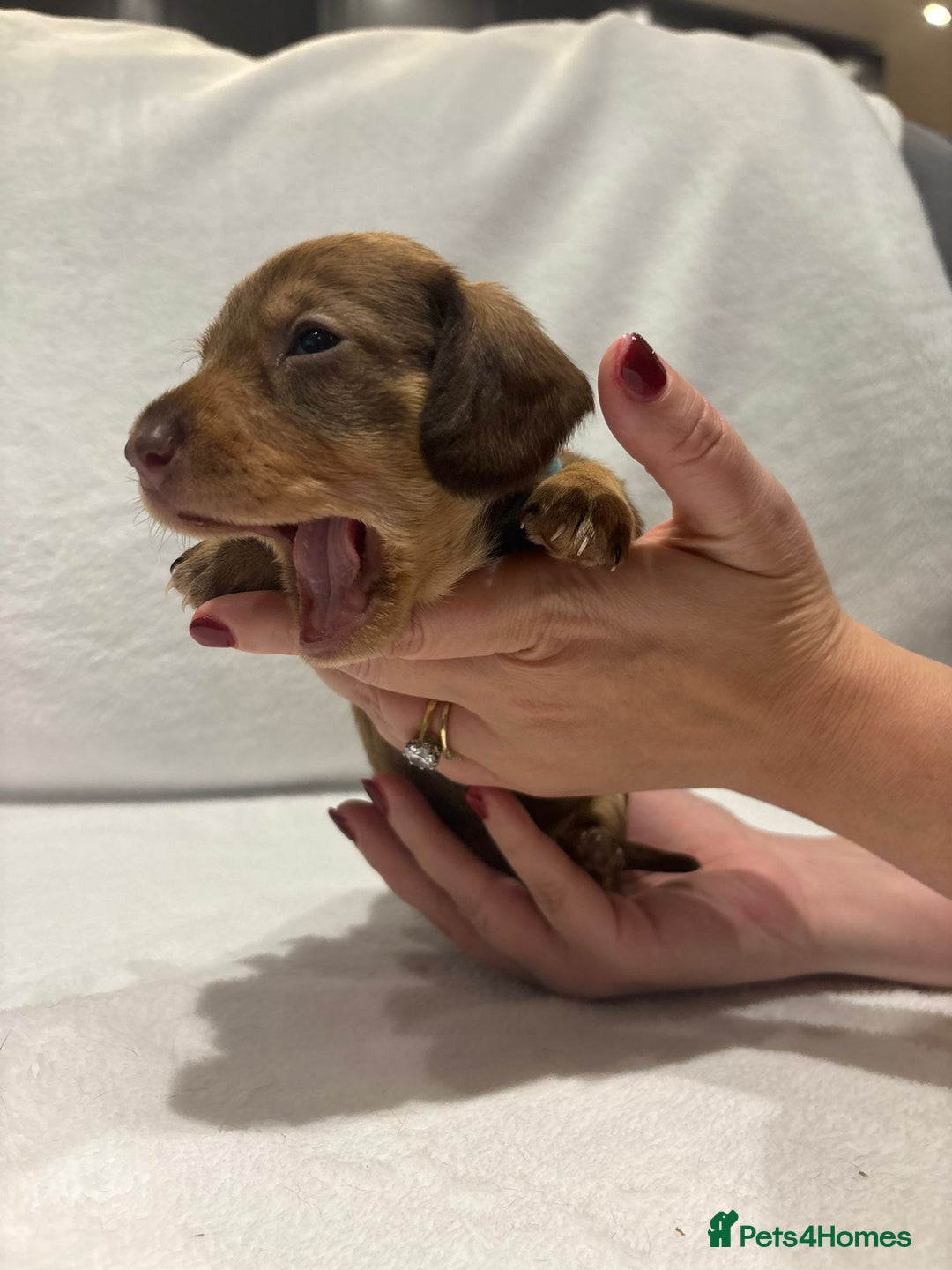Dachshund dogs for sale: Dachshund puppies  - Image 19