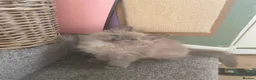 Ragdoll cats for sale: Tica Registered Mink Ragdolls - Advert 27