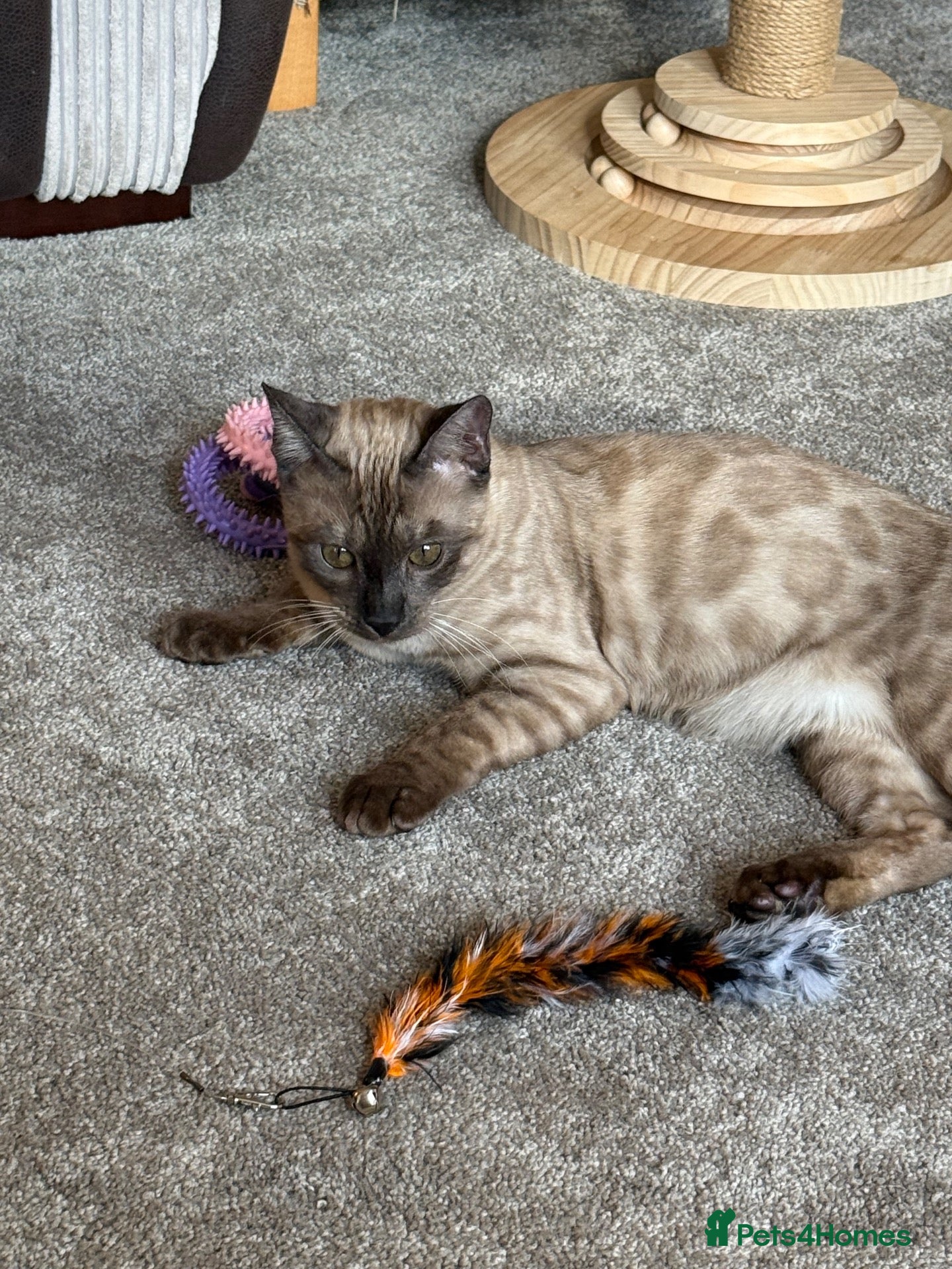 Bengal cats Stunning Solid Silver Mink Bengal ready now ❤️ - Advert 2