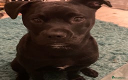 Mixed Breed dogs for sale: Shadow - Image 4