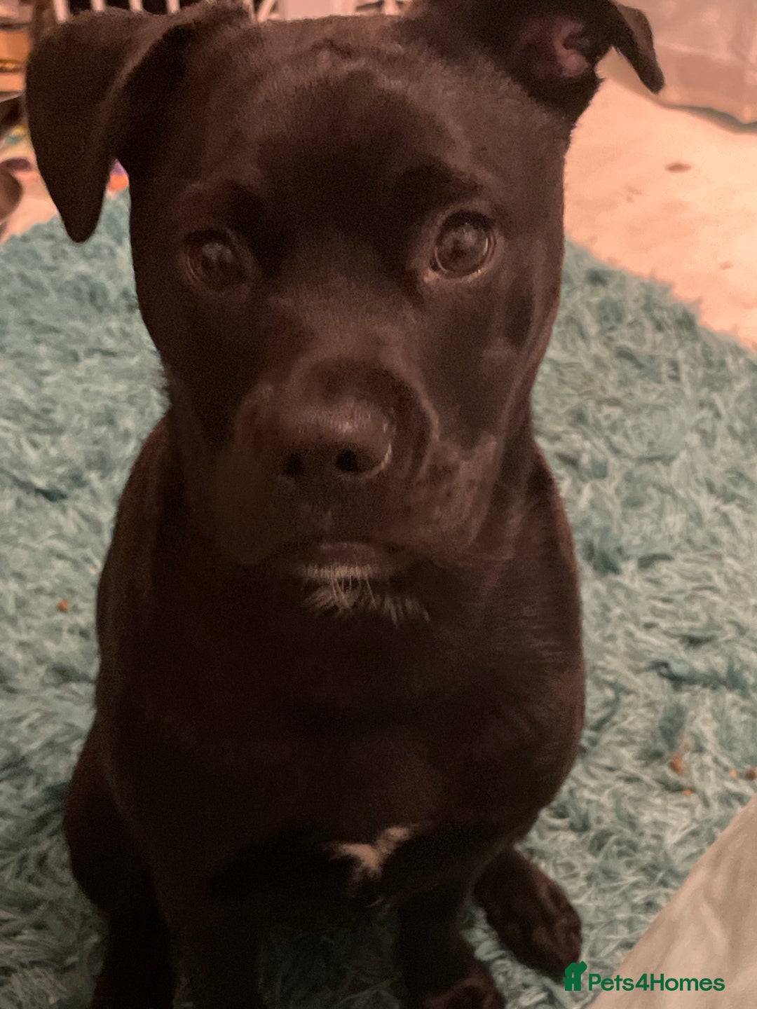 Mixed Breed dogs for sale: Shadow - Image 4