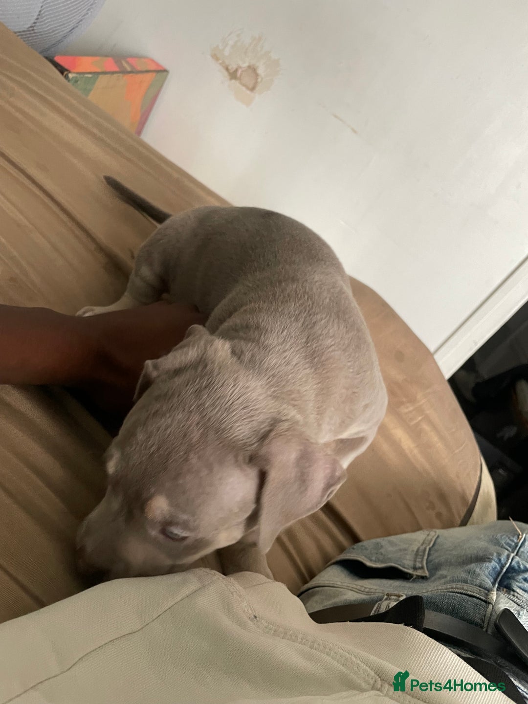 American Bully dogs for sale: Beautiful American bully puppies for sale - Image 9