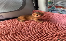 Abyssinian cats for sale: Tica reg. Abyssinian kittens  - Image 10