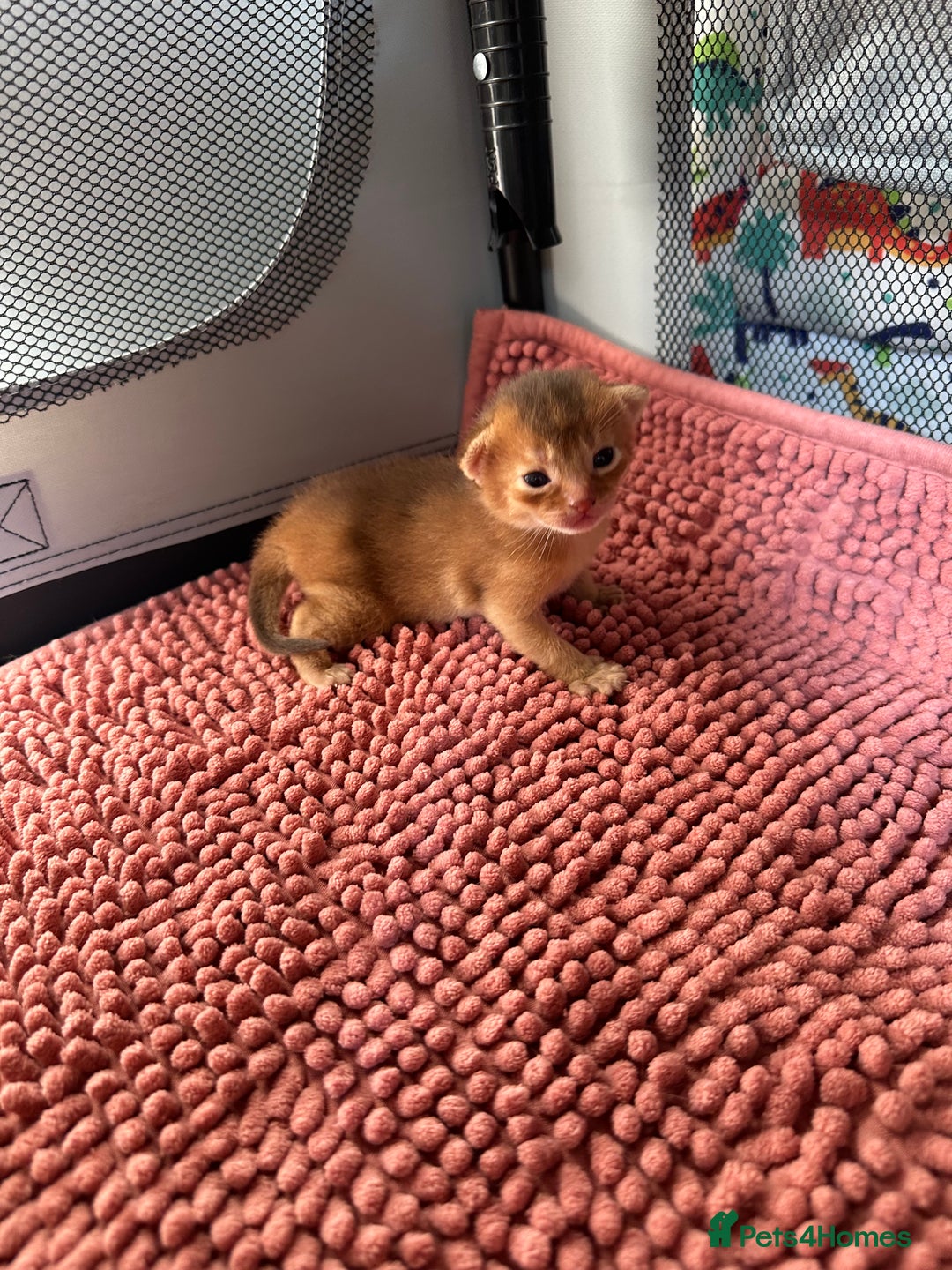 Abyssinian cats for sale: Tica reg. Abyssinian kittens  - Image 10