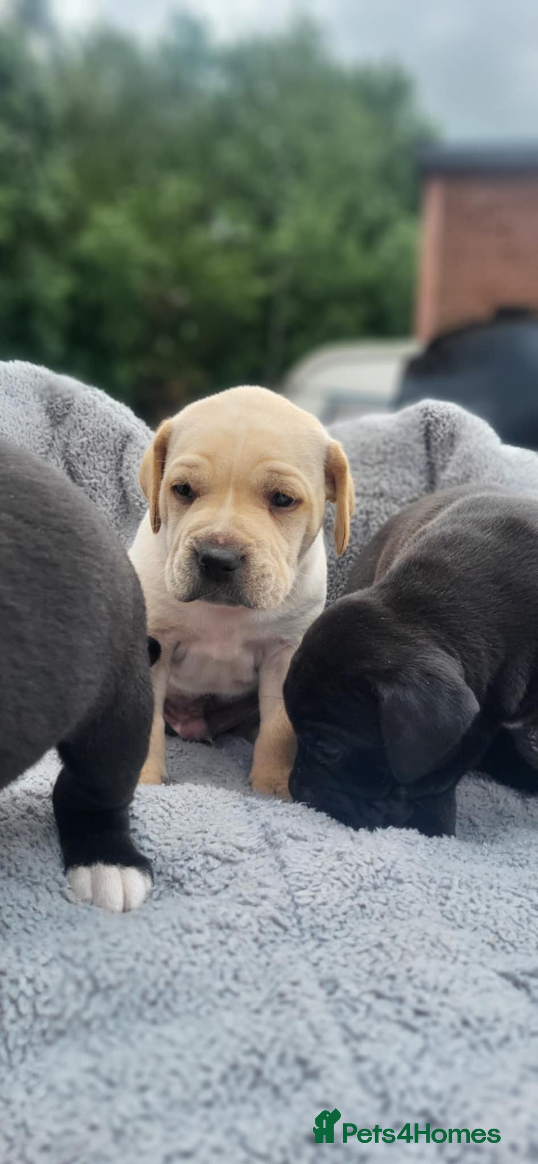 Mixed Breed dogs for sale: Ready to collect – Cane Corso puppies  - Image 25