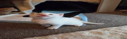 Mixed Breed cats for sale: Half British blue  - Advert 10
